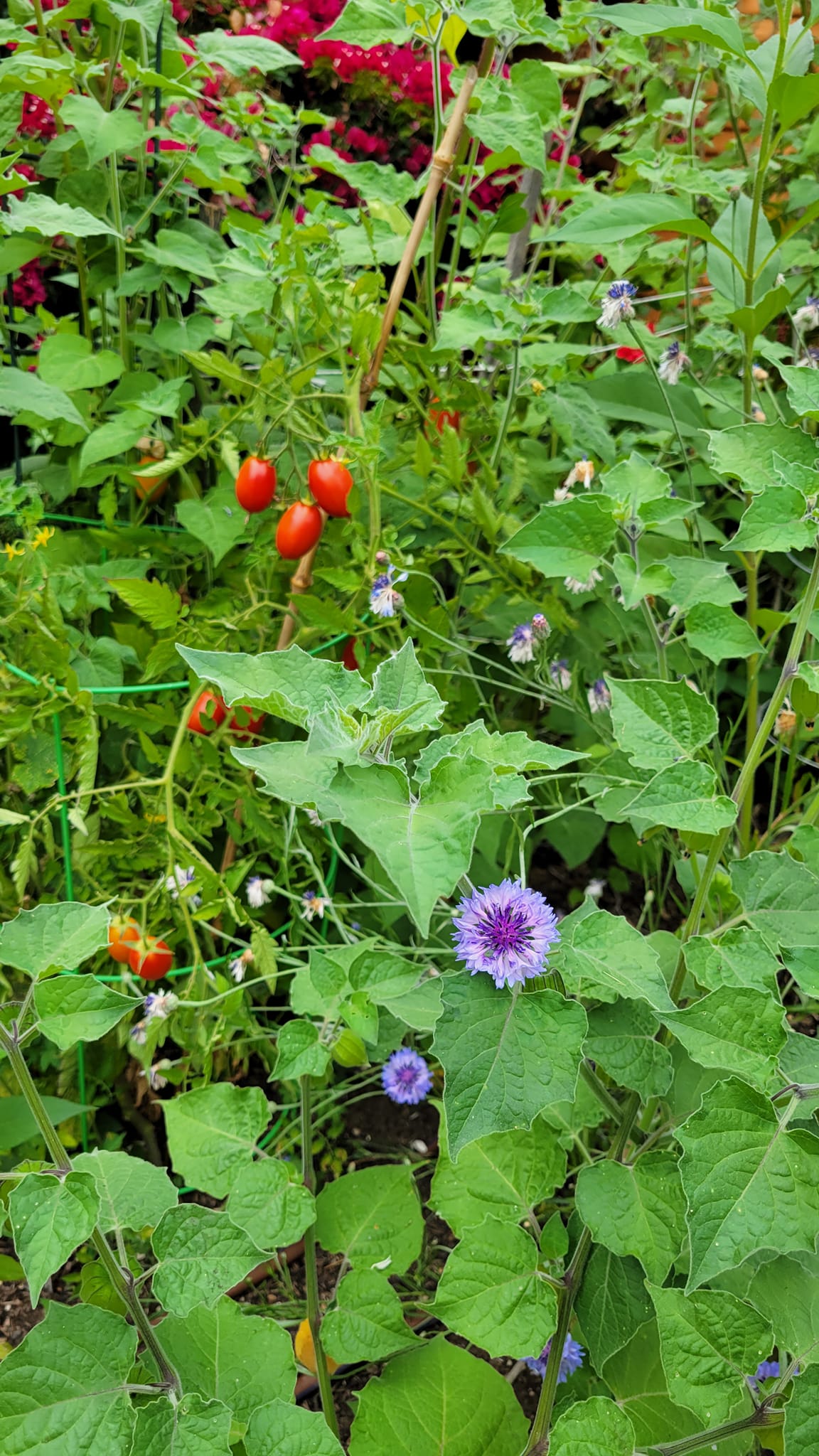 Ladybug Landscaping