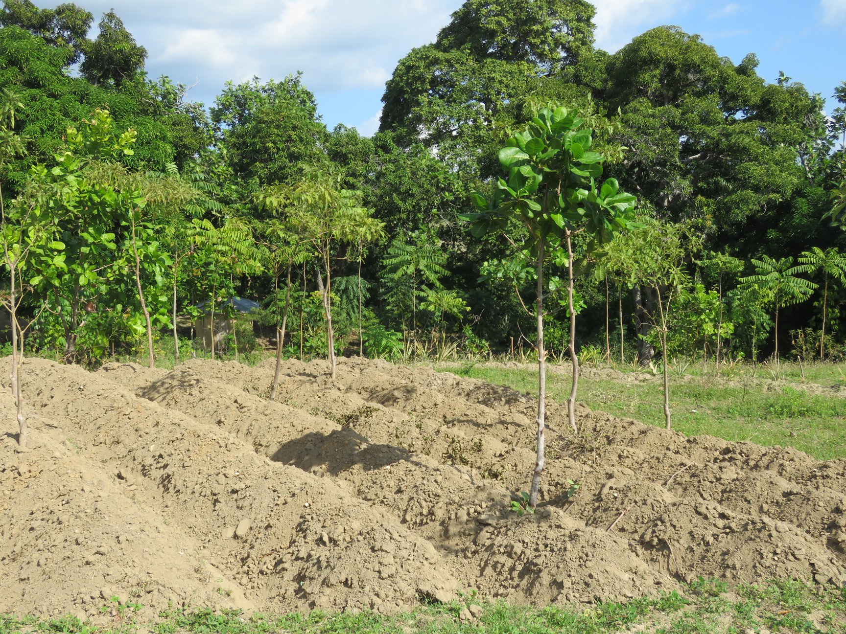 Projet De Reboisement... - Projet De Reboisement De l'USAID