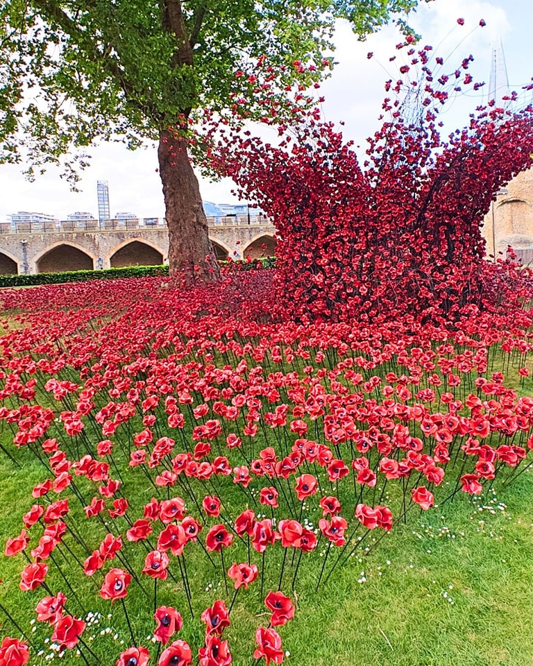 Exploring - 30,000 poppies are now on display the Tower of London for ...