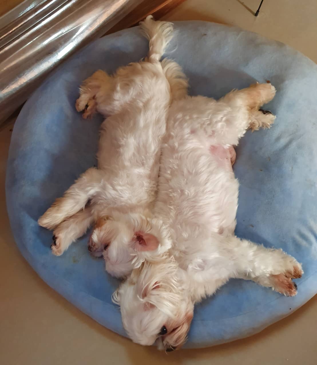 😆😆😆#dog #dogs #狗 #狗狗 #狗狗日常 #瑪爾濟斯... - 妞妞&多多&可可＆門門的趣味日記 | Facebook