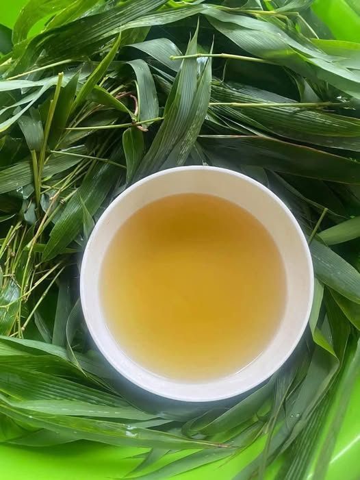 Sống - LÁ TRE GAI đi nấu - uống 5 ngày nghỉ 5 ngày hỗ trợ tan cục máui ...