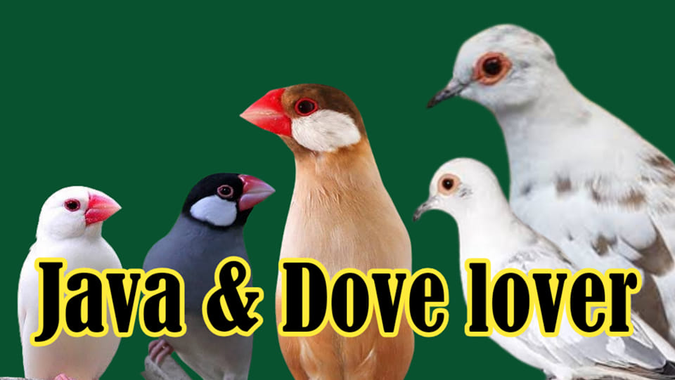 Java & Dove lover | Facebook