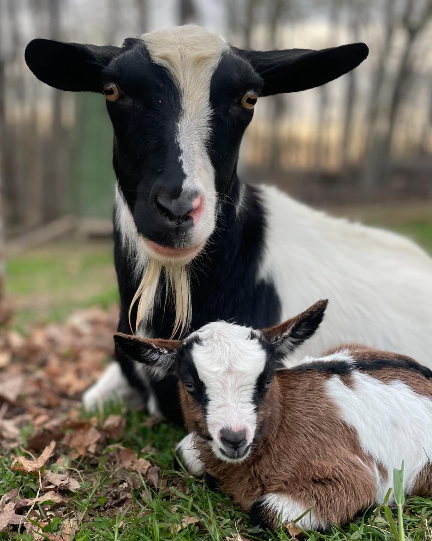 Tooth Acres Farms