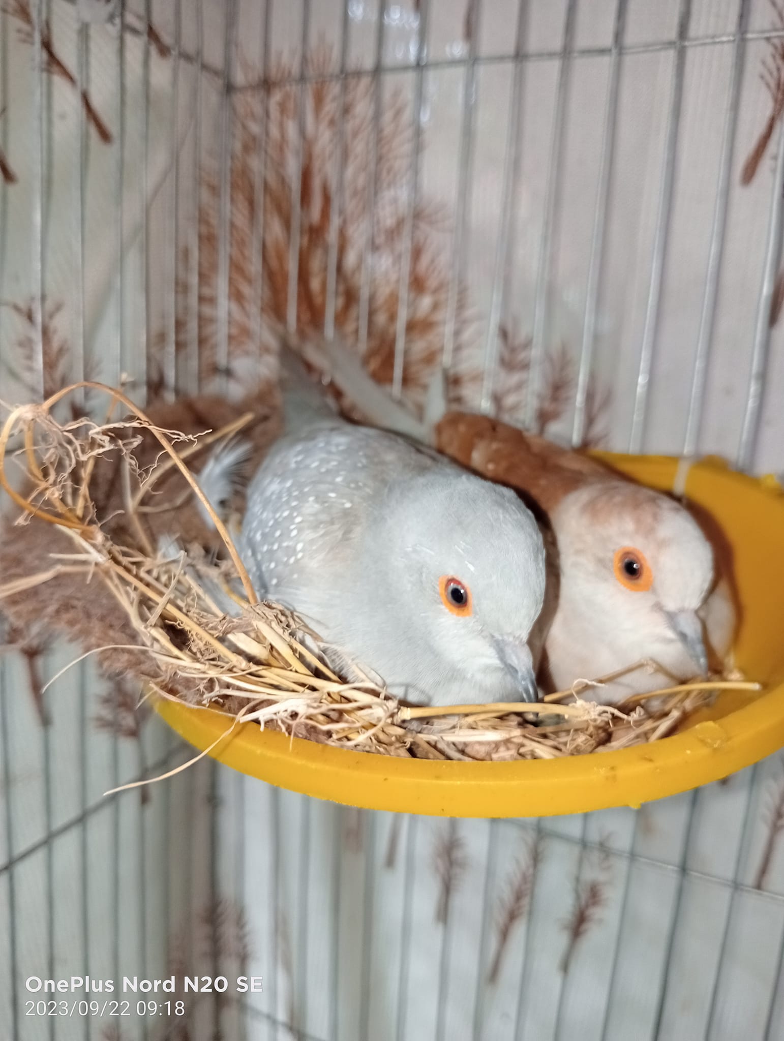 Rifat Birds Emperor Jamalpur - RBEJ | Jamalpur Sadar Upazila