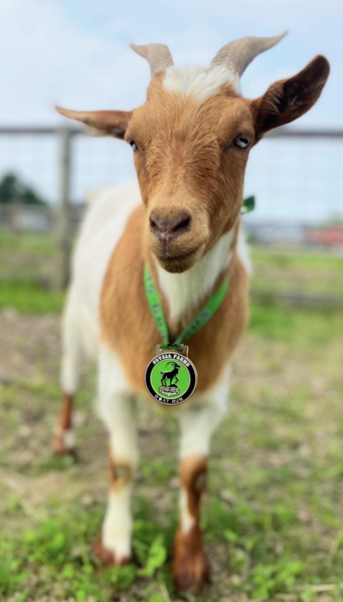 Greater Rochester Running Club (GRRC) | Ringo wants to know if you’re ...