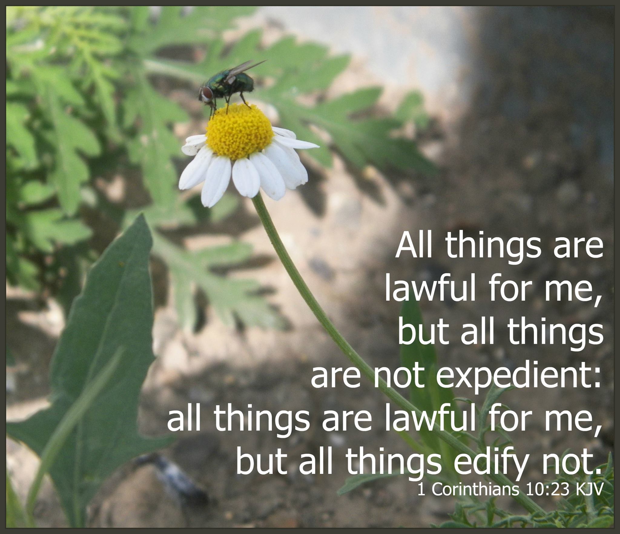 King James Bible Scripture Pictures - All things are lawful for me, but ...