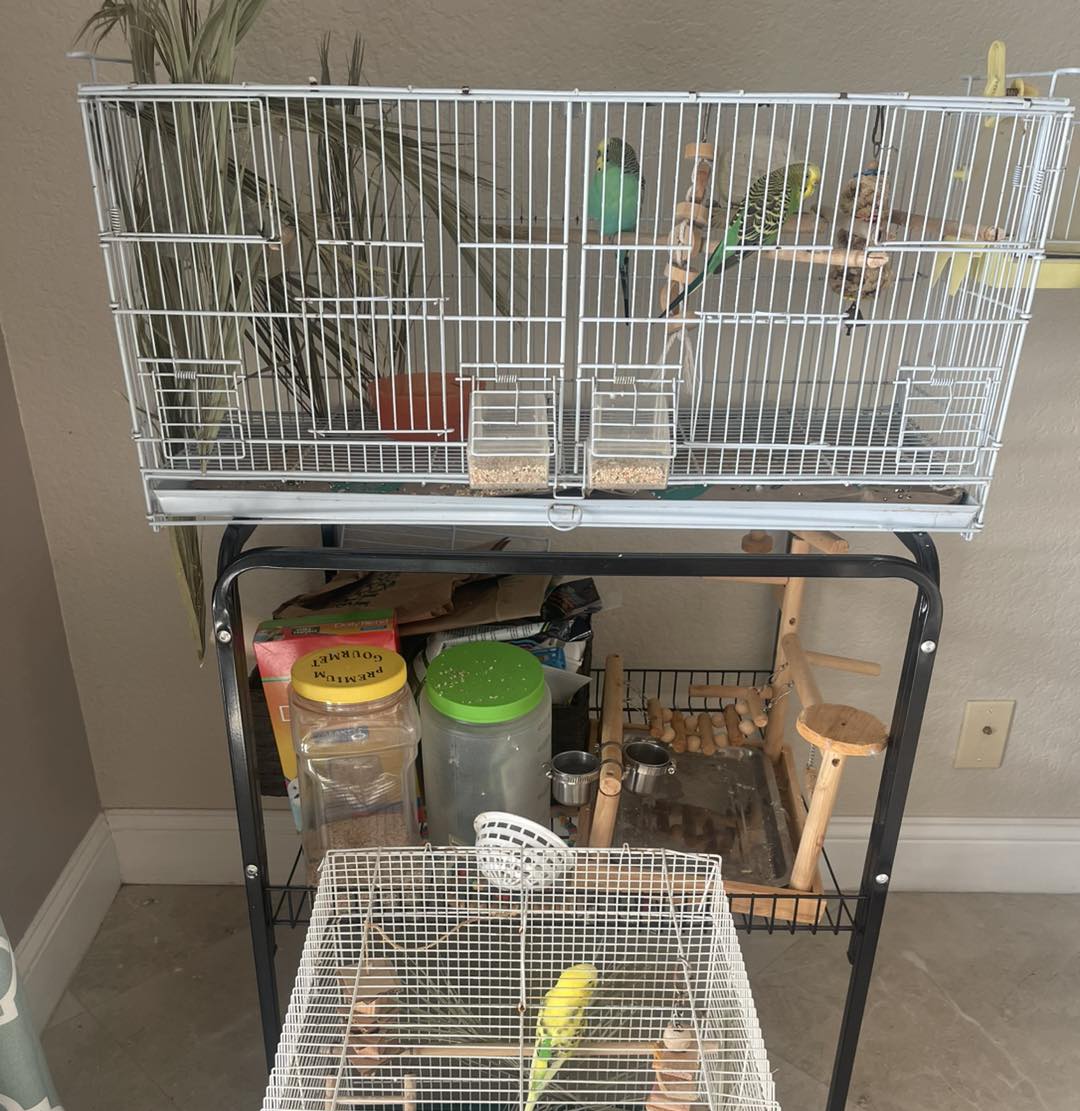 Palm Beach Parrot & Bird Rescue/Sanctuary Of South Florida added a new ...
