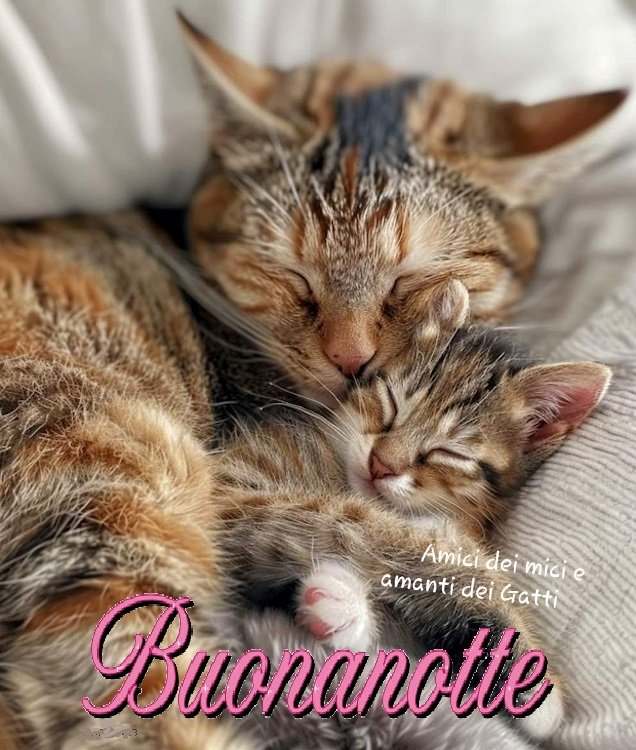 Regali per amanti dei gatti: le idee regalo a tema - The Wom