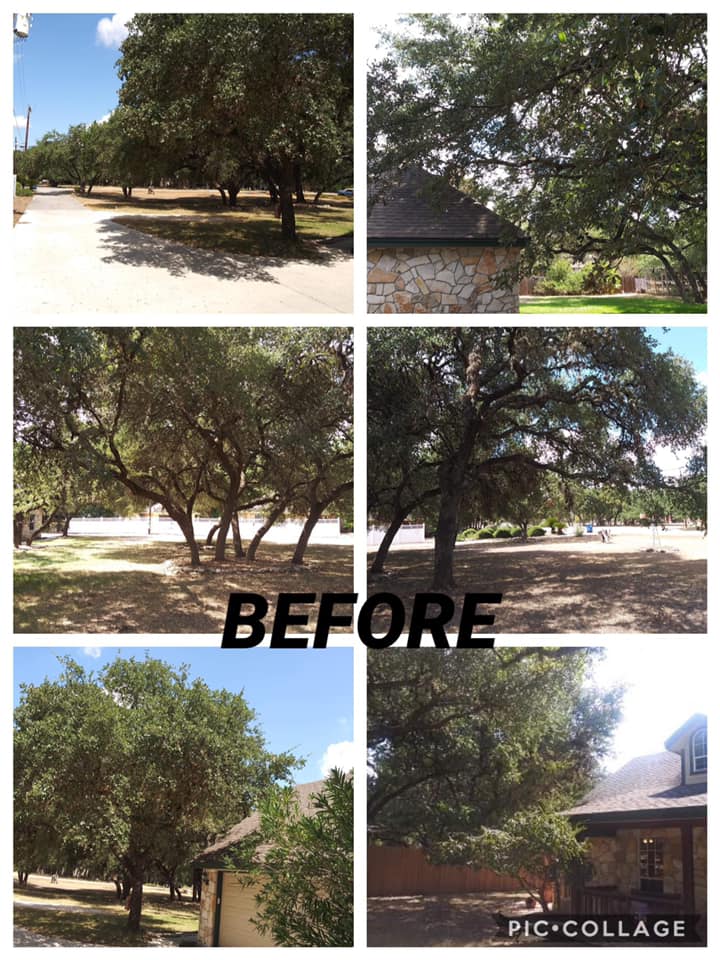 LifeLawn Tree Service | New Braunfels TX