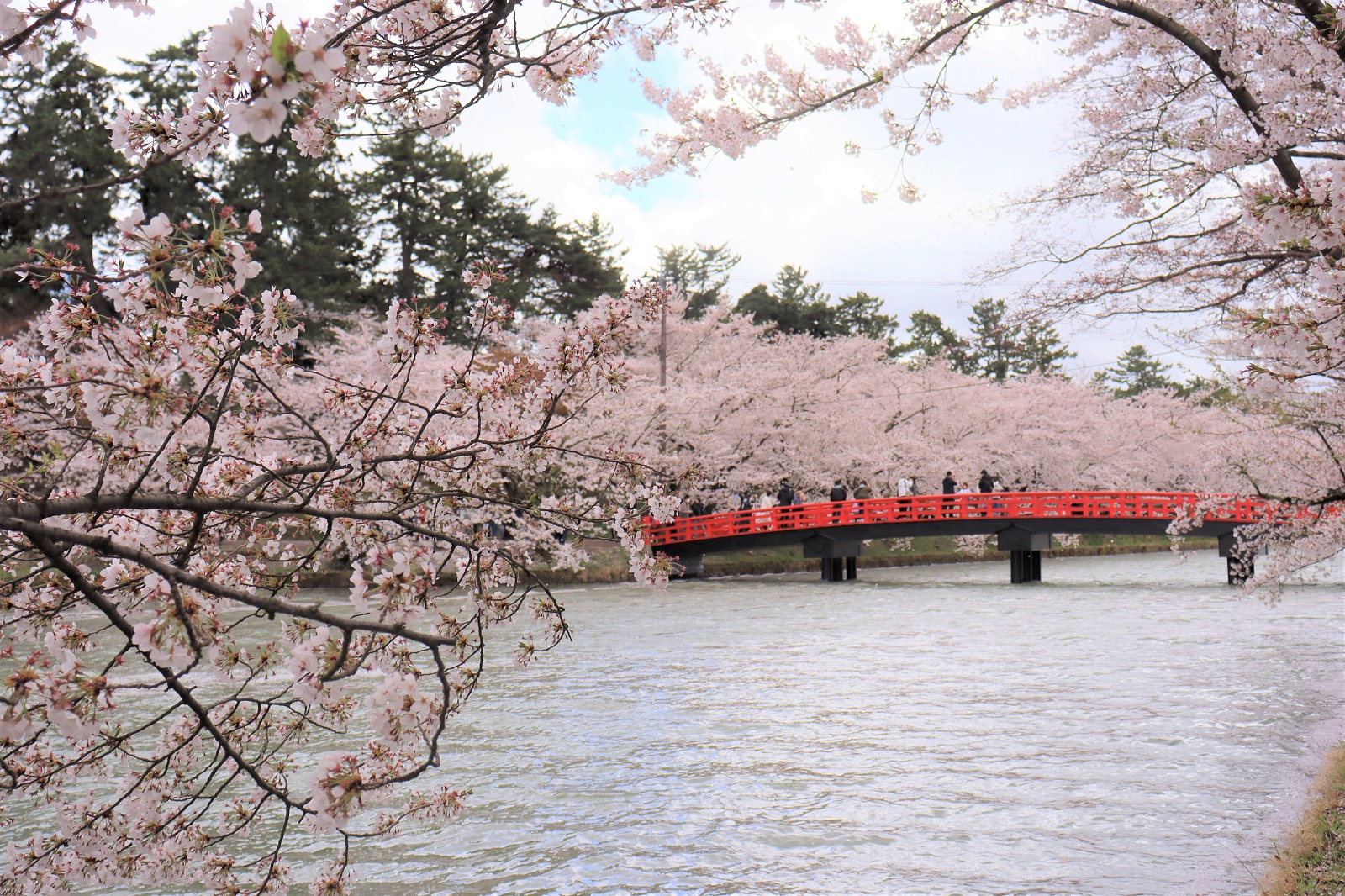 【2023年弘前公園さくら情報(第13回)】... - 公社)弘前観光コンベンション協会