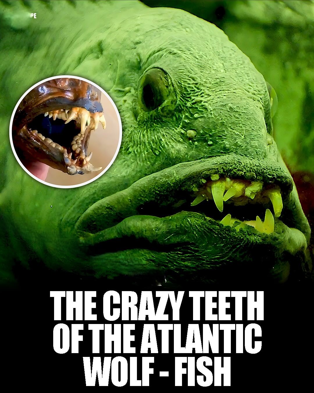 Cozy - The Atlantic wolffish (Anarhichas lupus), also known as the ...