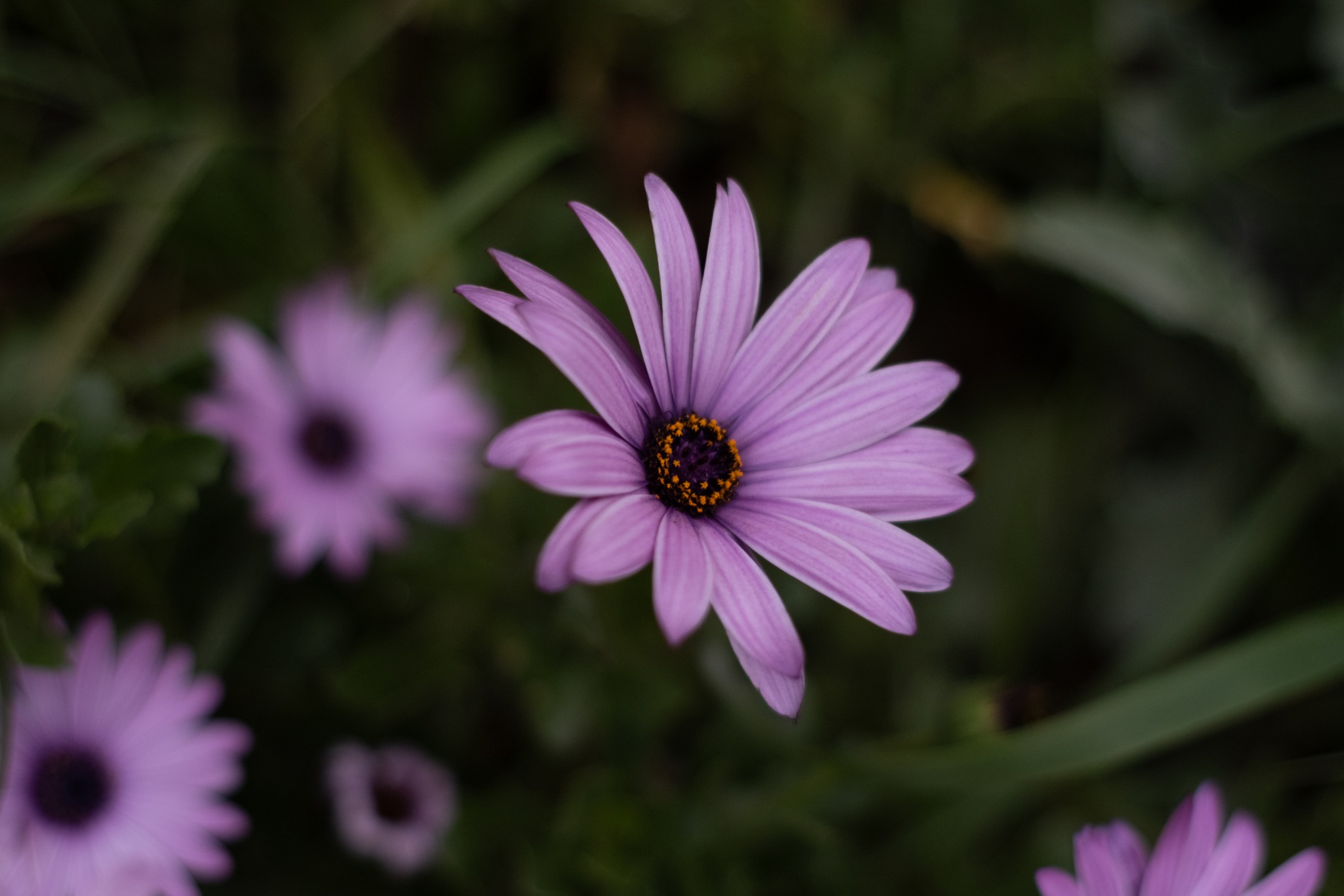 Auto-Takumar 55mm f2 lens review