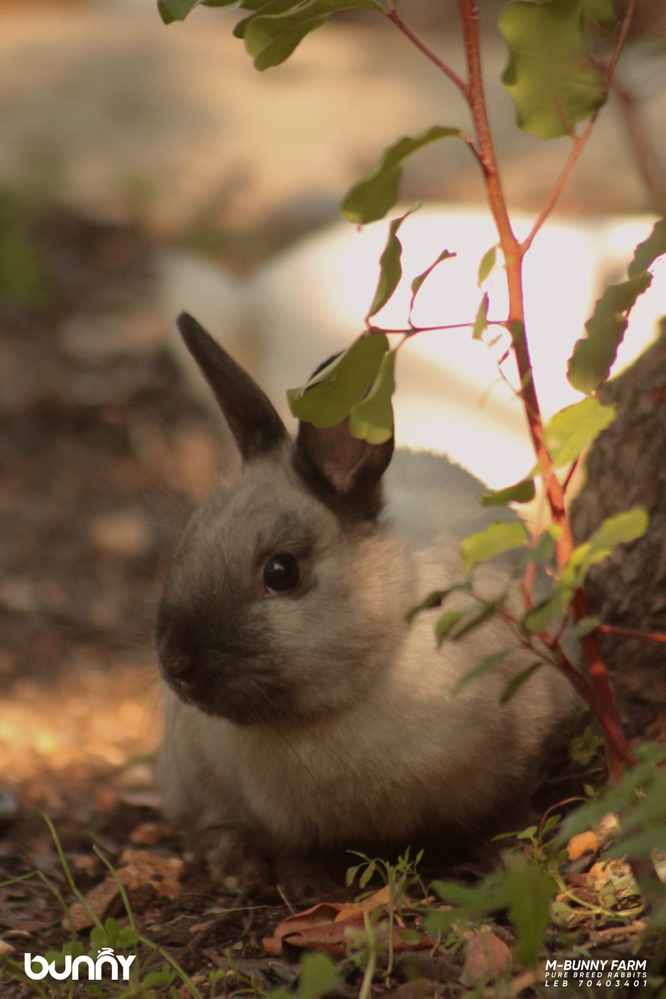 M2-Rabbit - Netherland Dwarf pure breed rabbit . . M-BUNNY... | Facebook