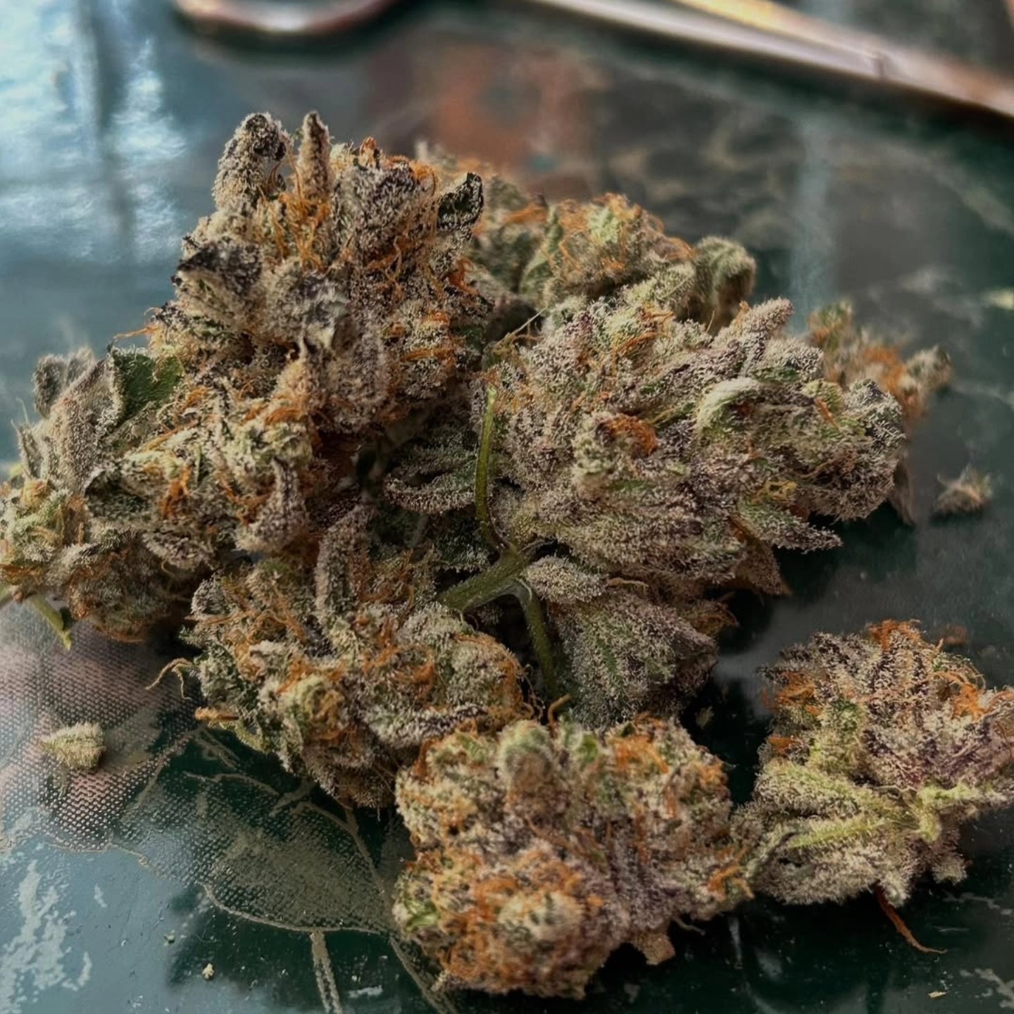 dragonsflamegenetics added a new photo. - dragonsflamegenetics