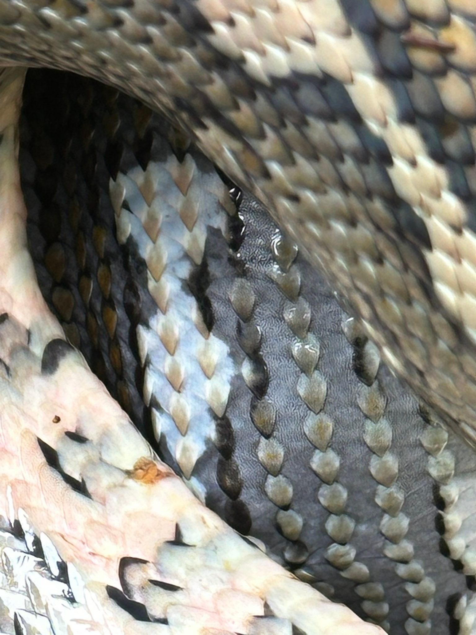 Safe - See how the scales look when the skin is stretched? The patterns ...