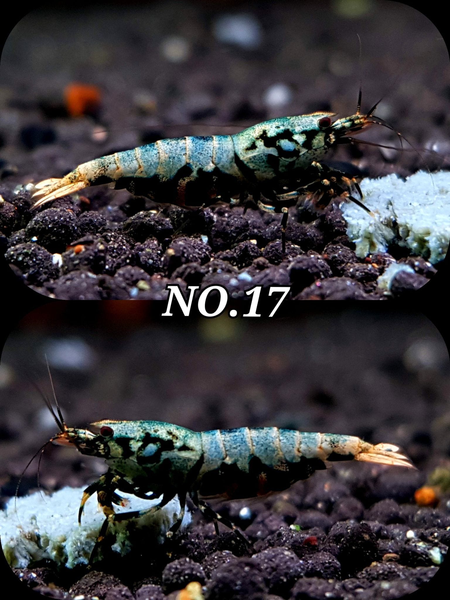 Aqua Ray