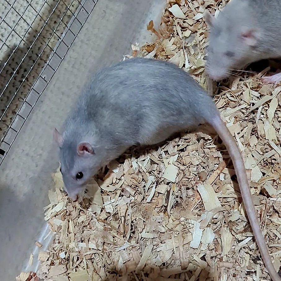 Buckingham Blue Rattery | Cleveland OH