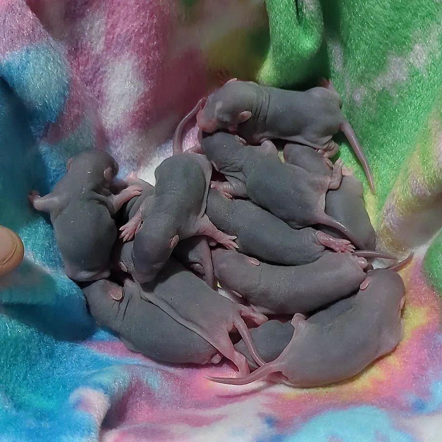 Buckingham Blue Rattery | Cleveland OH