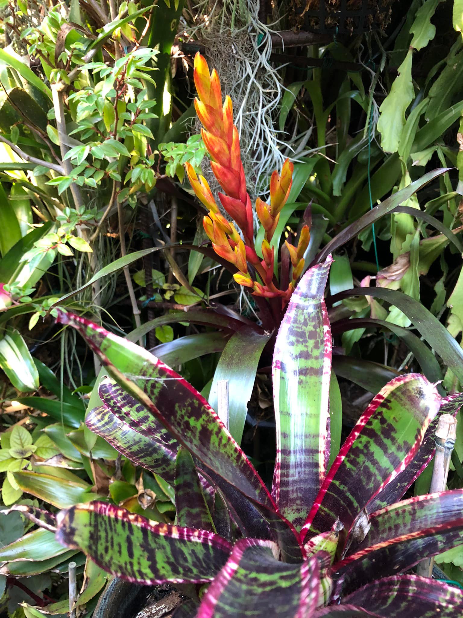 What is the correct name of this Vriesea 