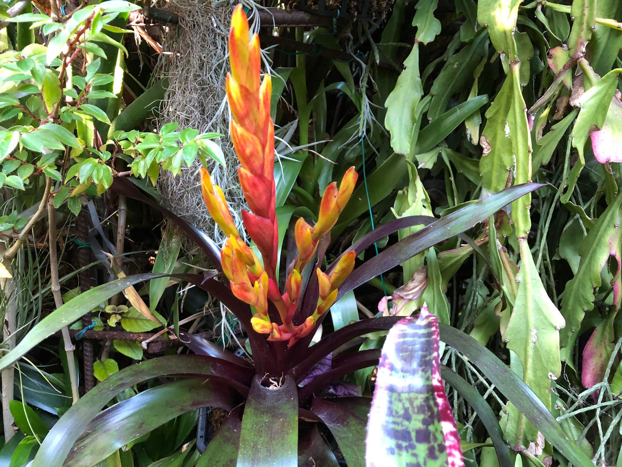 What is the correct name of this Vriesea 