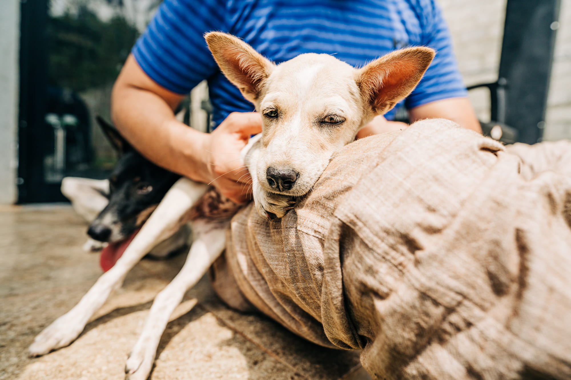 Hi friends! Wanted to share some... - Baw Baw Animal Welfare