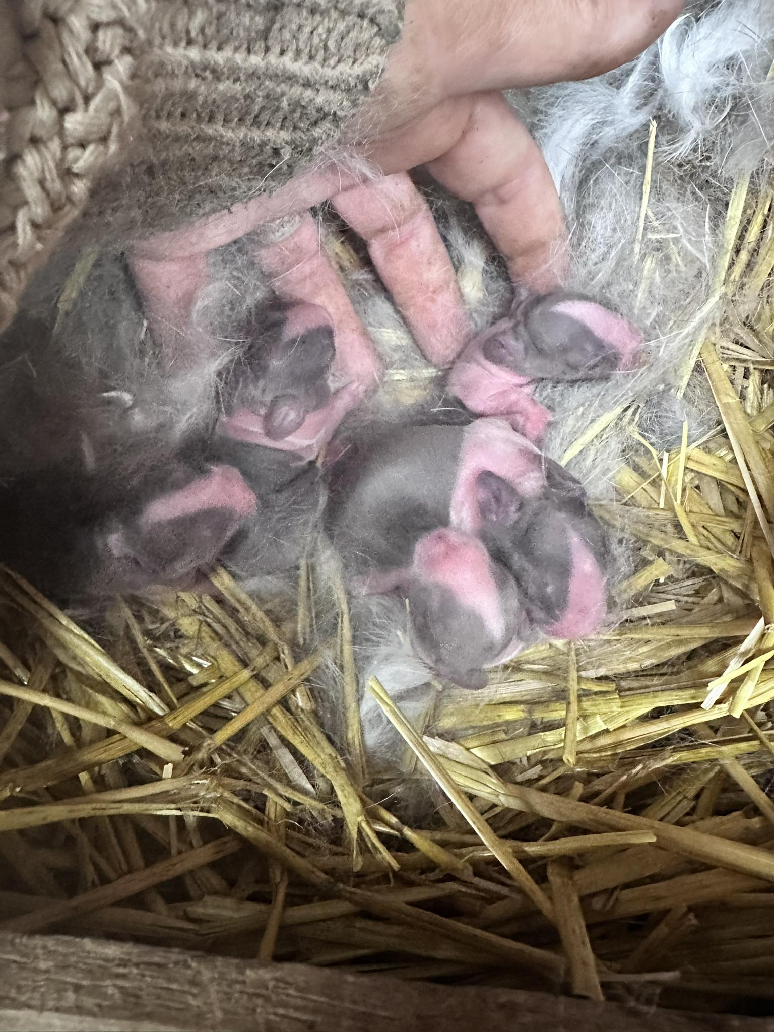 Hoppin’ T Rabbitry | Happy TX