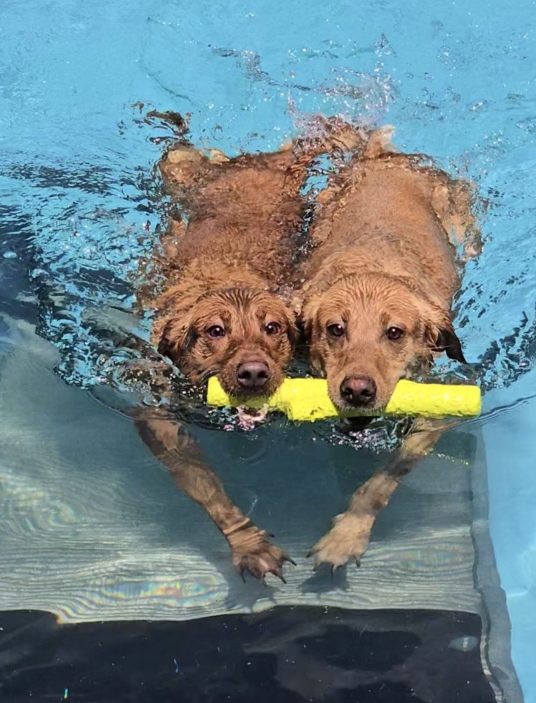 Rotten Dog Sports Lodge | Braselton GA