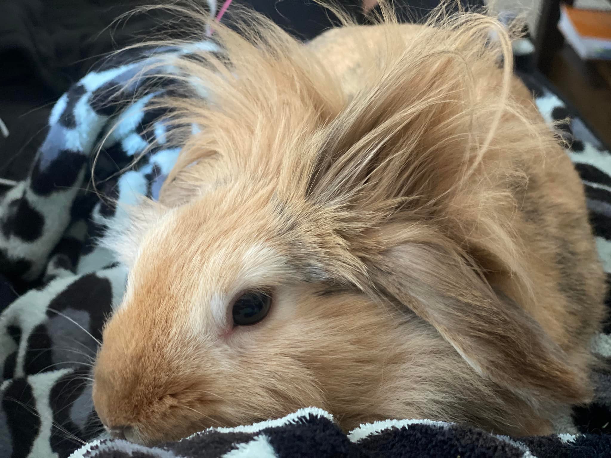 it’s $5 Friday and we are... - Wildlife Rescue of Charlotte | Facebook