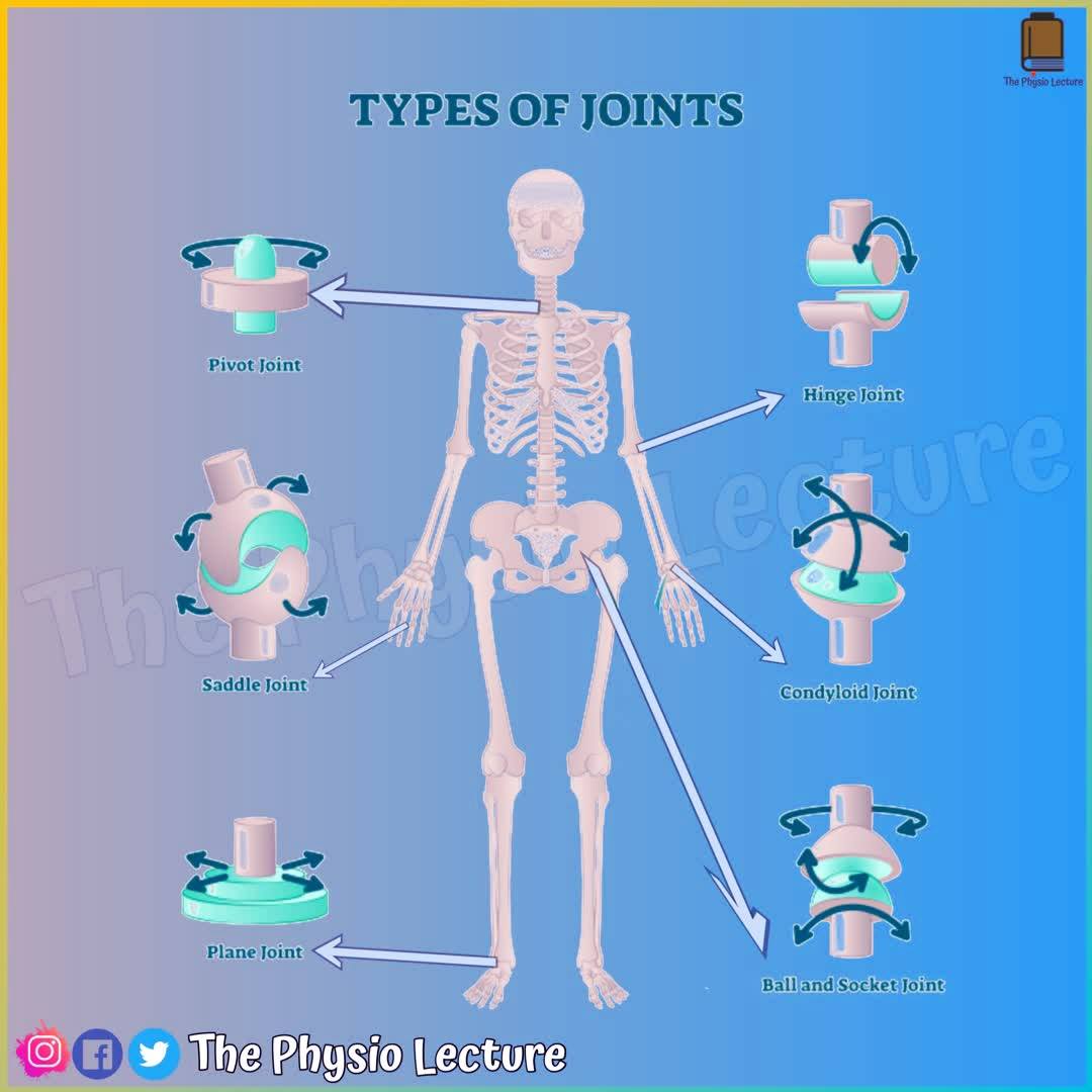 Hinge Joint Diagram For Kids
