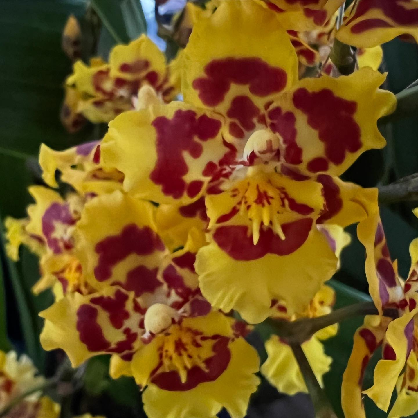 Wilsonara Pacific Passage 'Peach Cobbler'