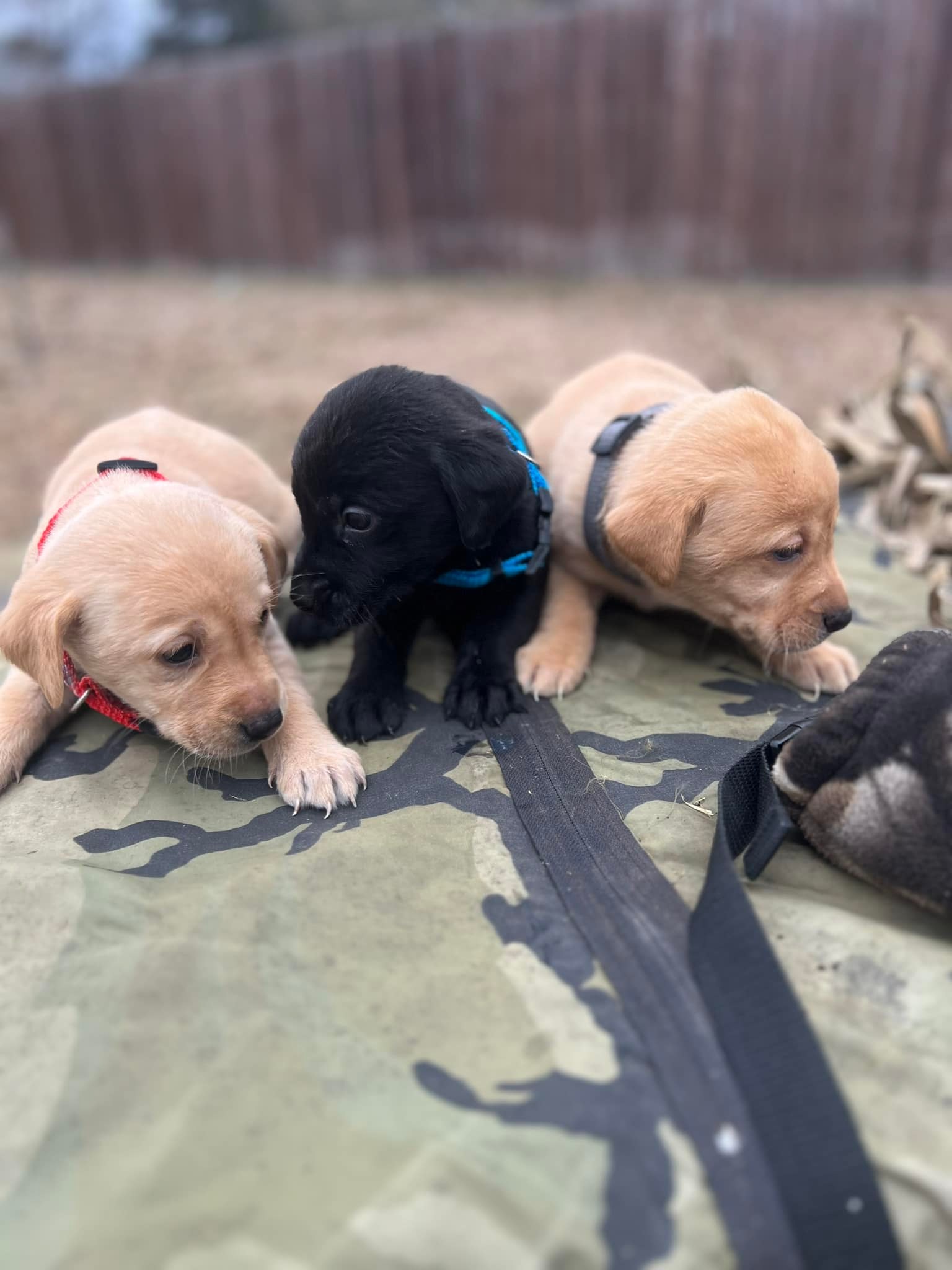 RockTuff Kennels TM