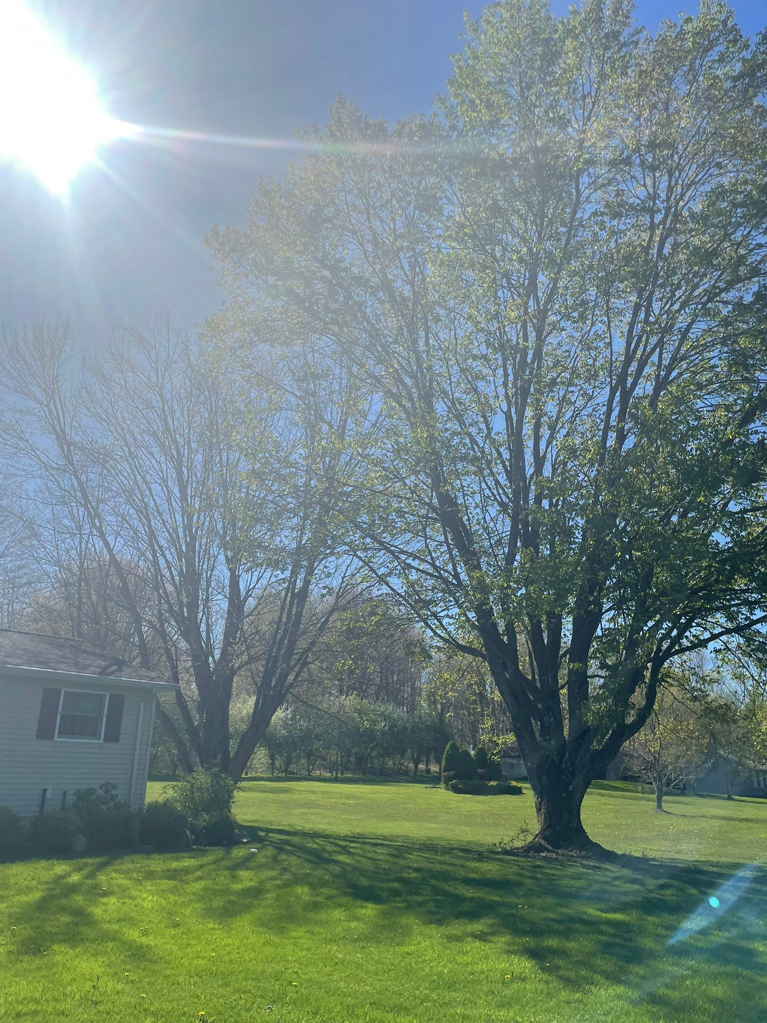 Mild Tree Care