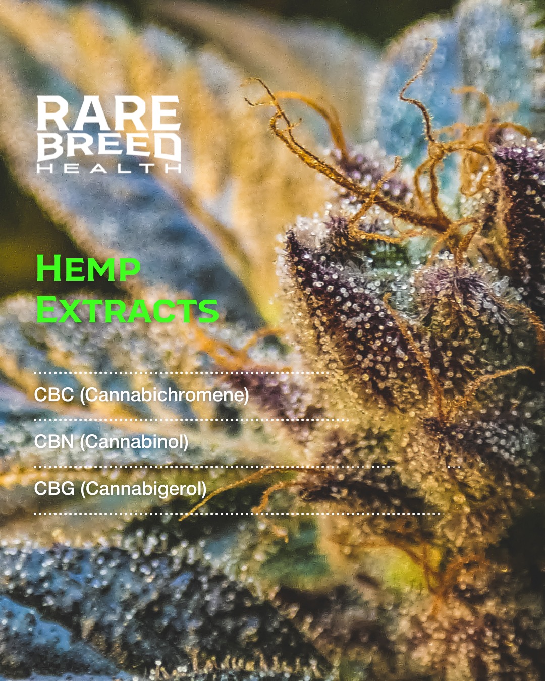 Rare - Meet the unsung heroes behind Rare Breed’s impact. 🌿 Our ...