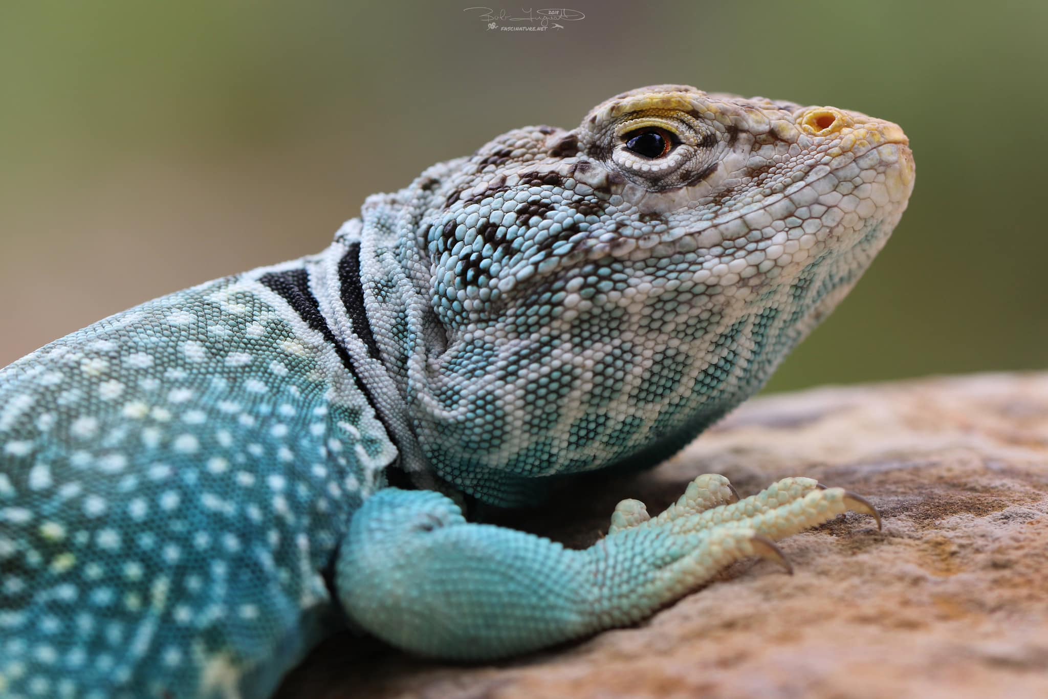 Today is World Lizard Day! The Eastern Collared Lizard is a bright 