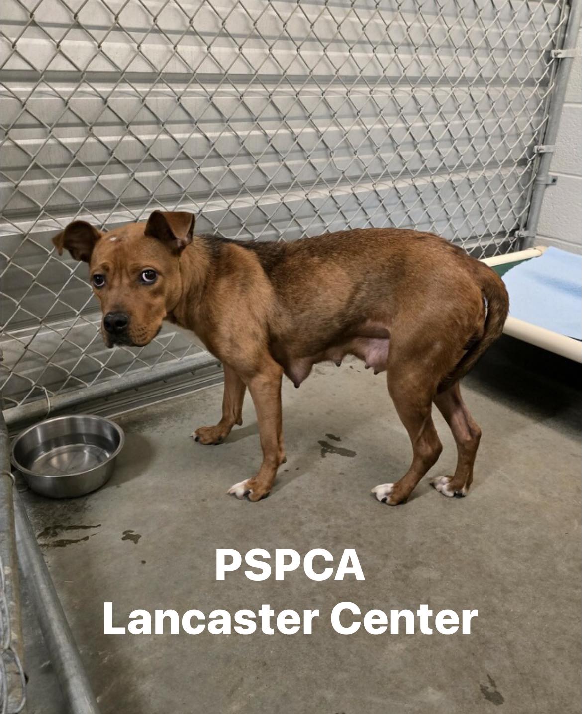 Pennsylvania - ️ Update: I am now available for adoption. Visit PSPCA ...