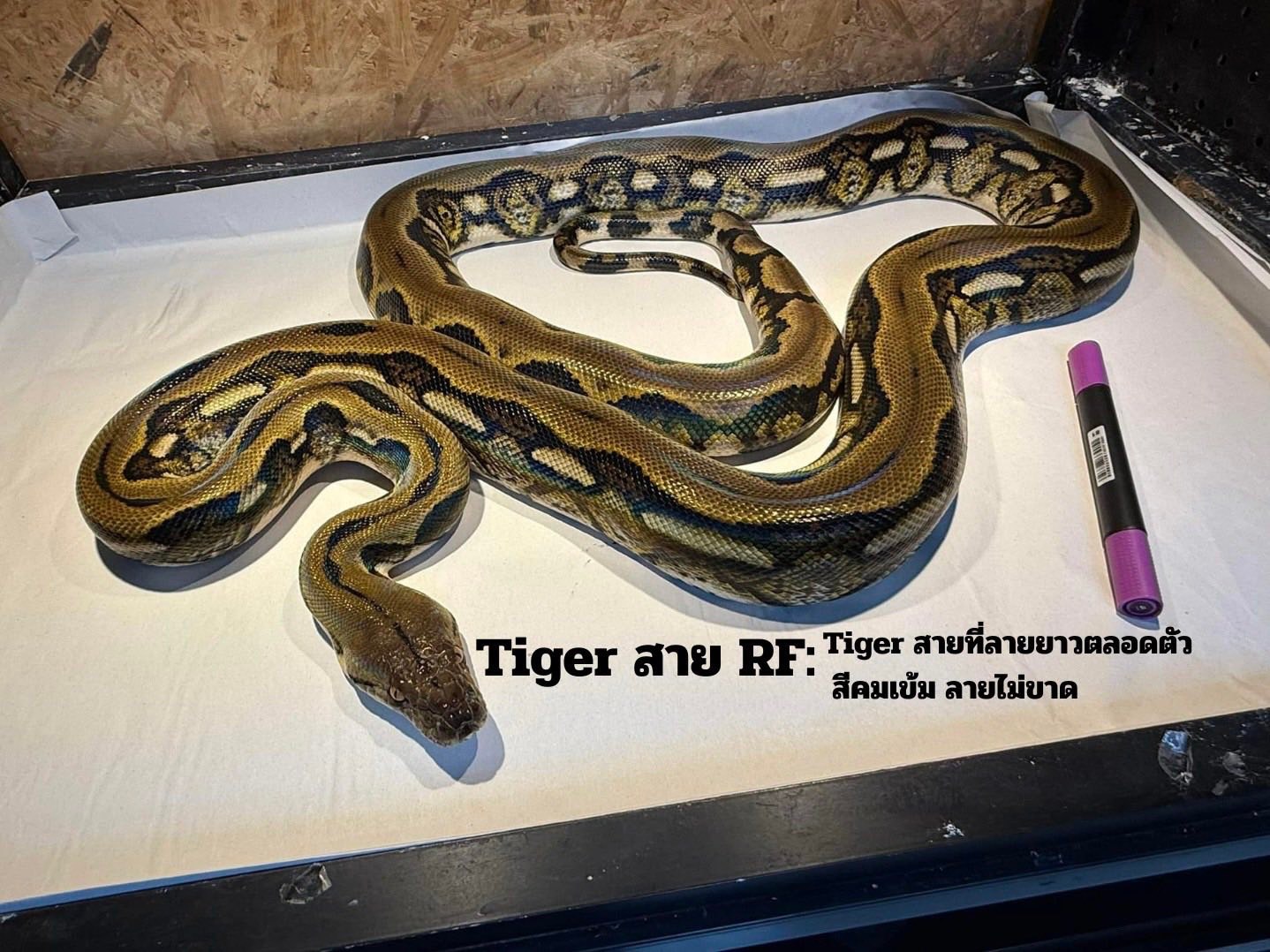 Tiger/ไทเกอร์…เสือ... - RF Reptile Factory | Facebook