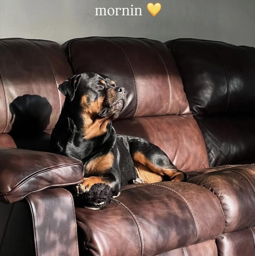 Welcome to Alpha Co Rottweilers, home of beautiful, quality, AKC ...