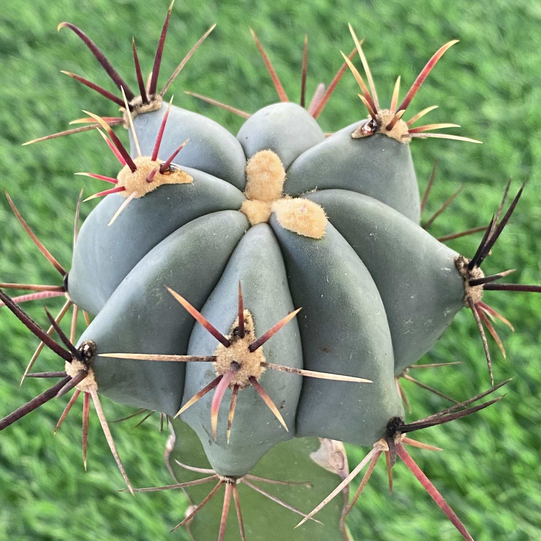 高橋玉仙人掌-Takahashi - 江守 (Ferocactus emoryi) 🌿 強刺屬的狂野張力與紅刺魅力 身為強刺屬 ...