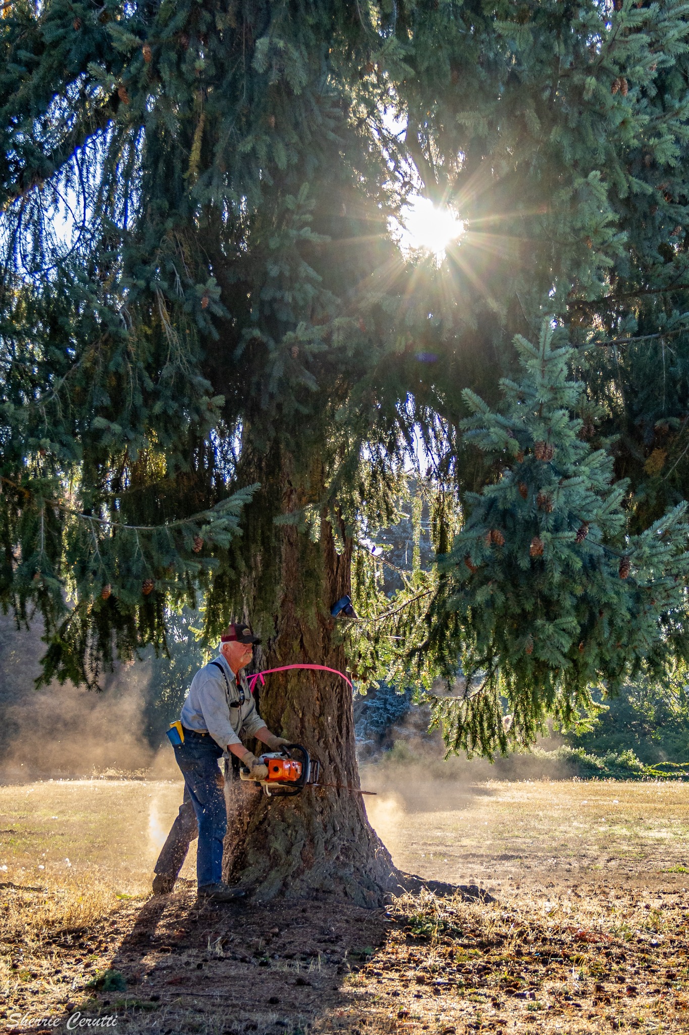 Bekkevar Logging & Trucking | Sequim WA