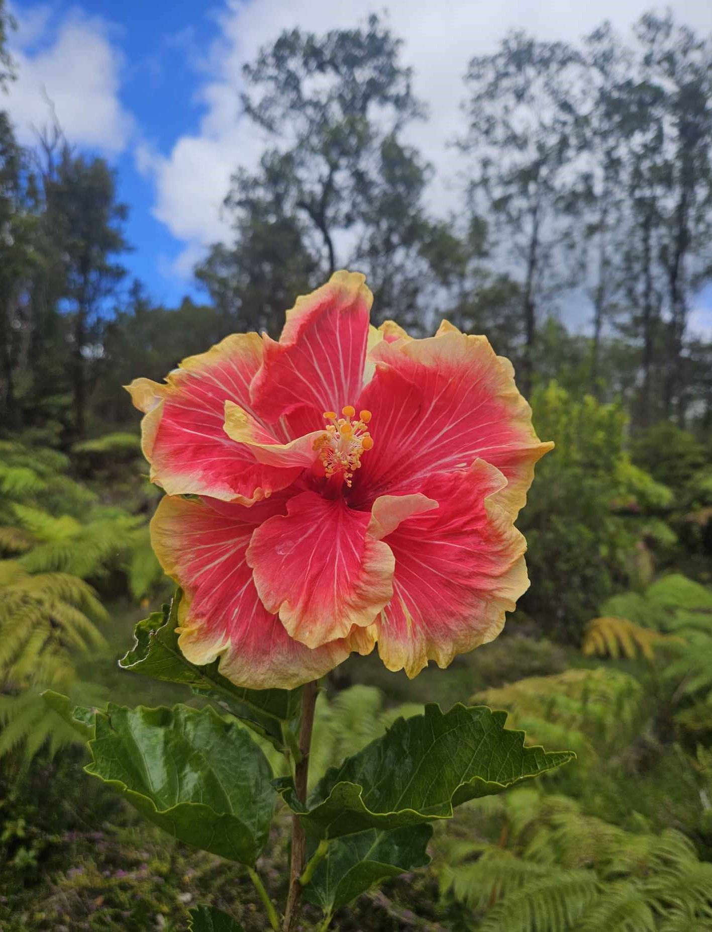 One of our first Vriesea hybrids Hawaiian Ruby selfed.