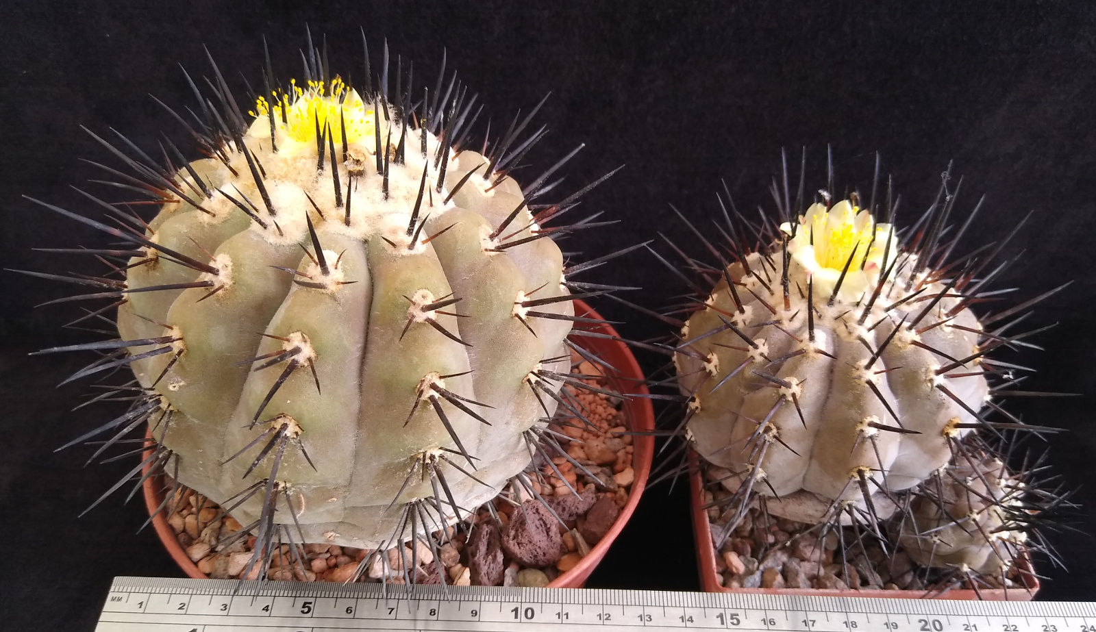 Growing Copiapoa cinerea and albispina cacti