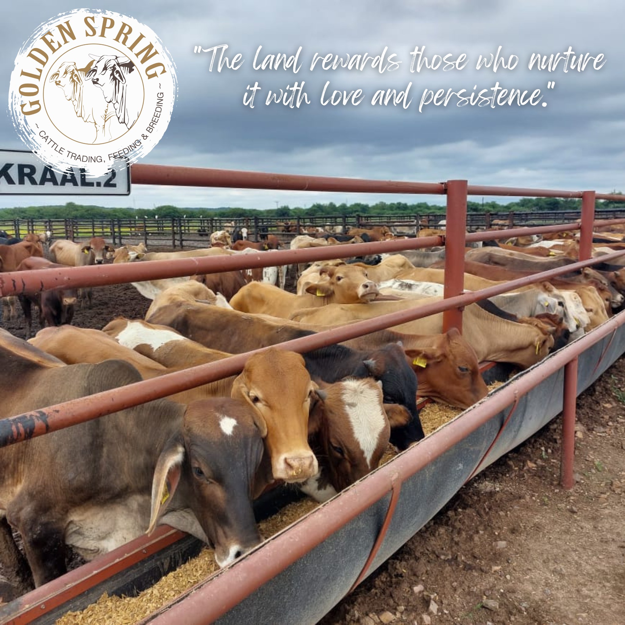 Golden Spring - 🐂🐄 Cattle Farming Inspiration🐂🐄 The land... | Facebook