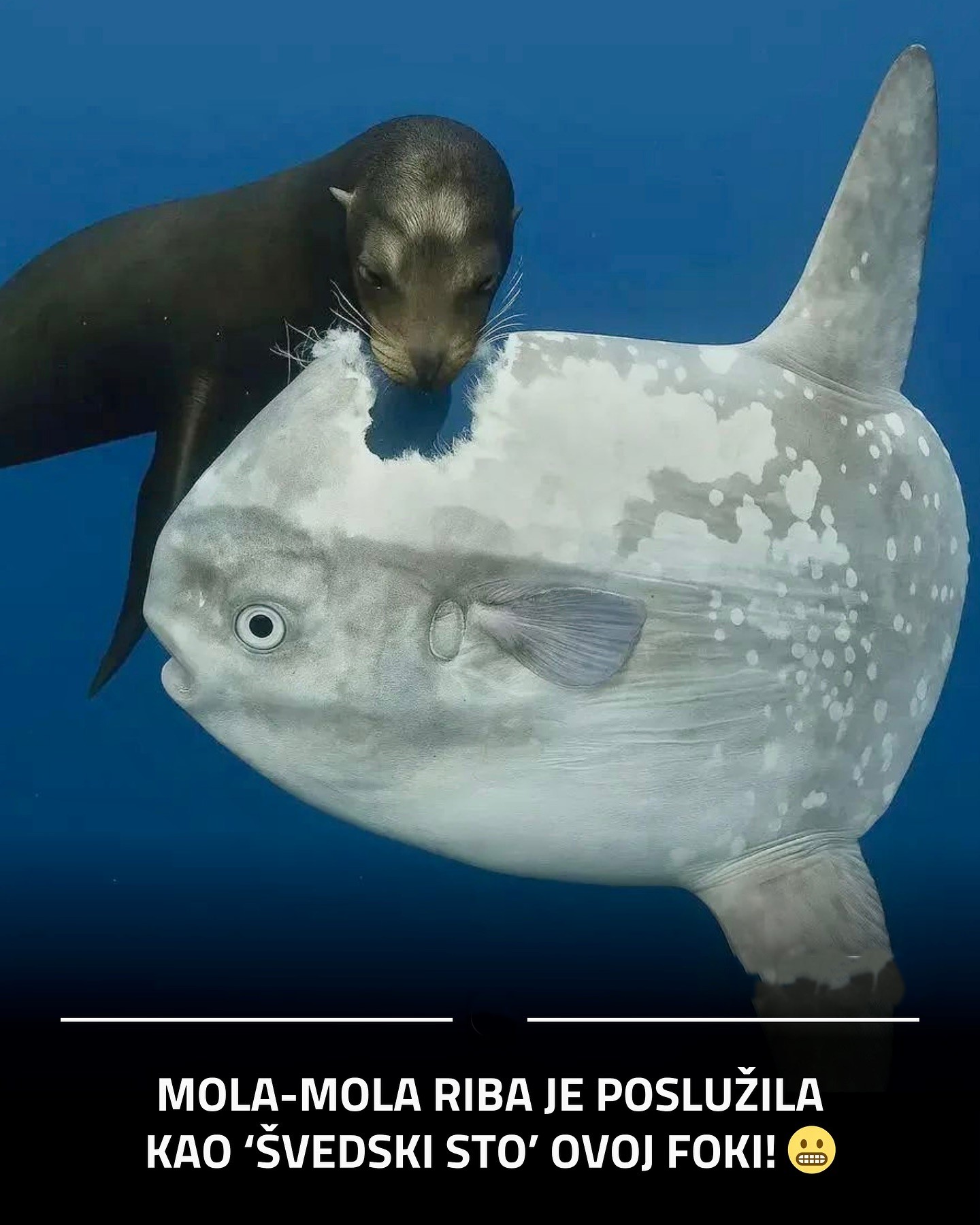 Mola mola fish, a helpless giant of the sea