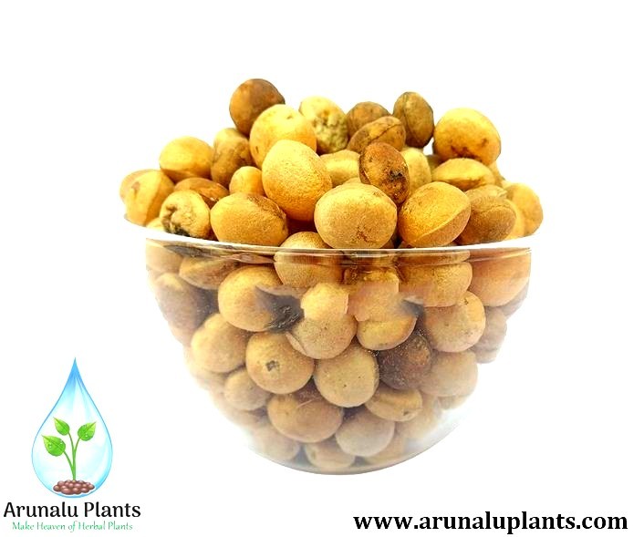 ඉඟිනි - Igini අතීතයේ සිට අද... - අරුණලු පැළ Arunalu Plants | Facebook