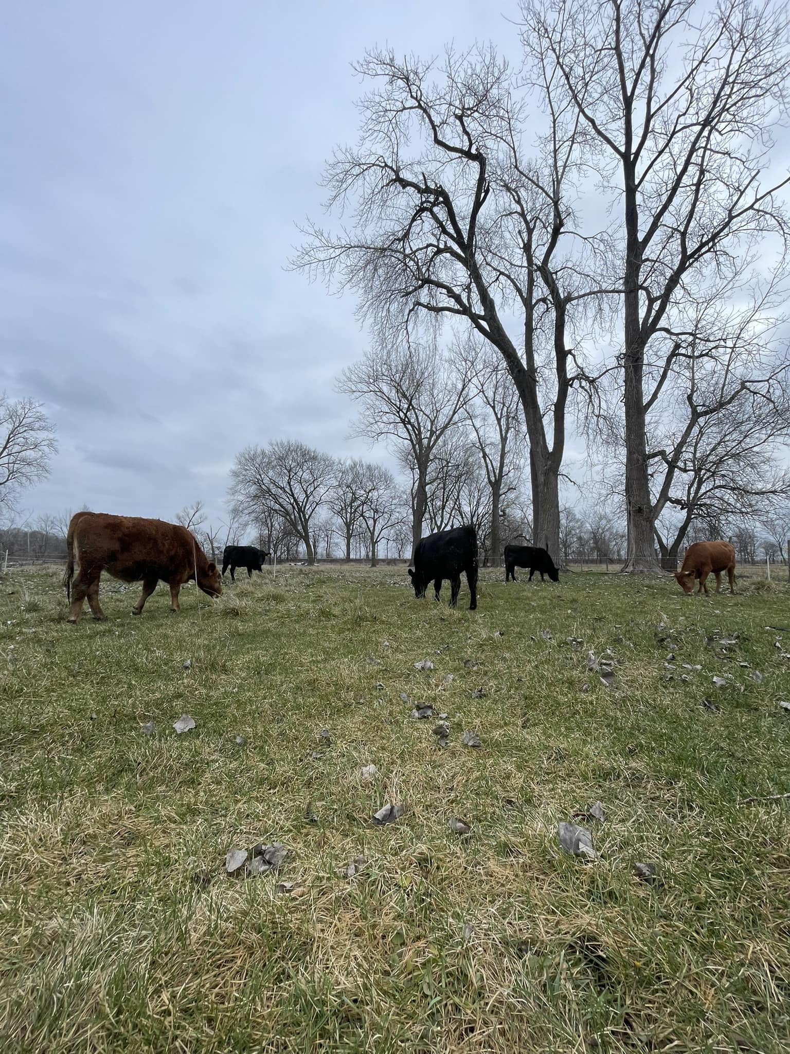 New pen January 8 🙌 gotta LOVE our... - Timber Ridge Ranch | Facebook