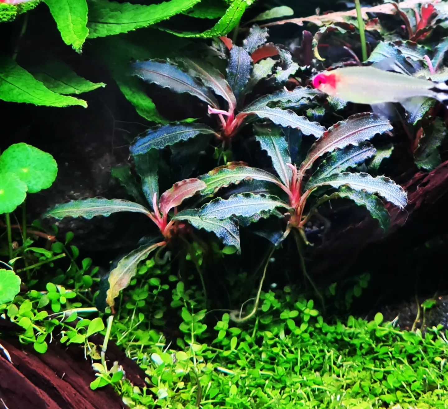 Bucephalandra sp Pink Variegata This is the original Variegata