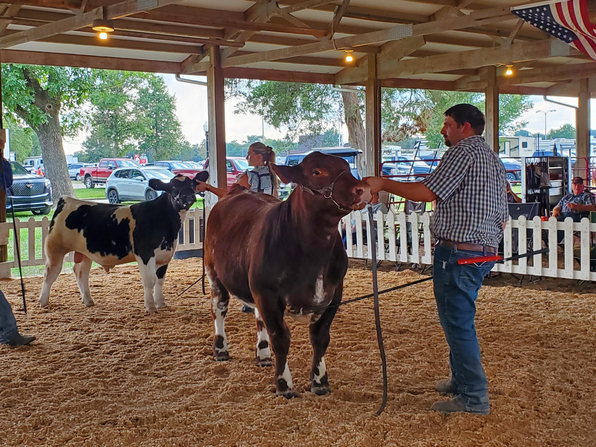 Rutz Shorthorns