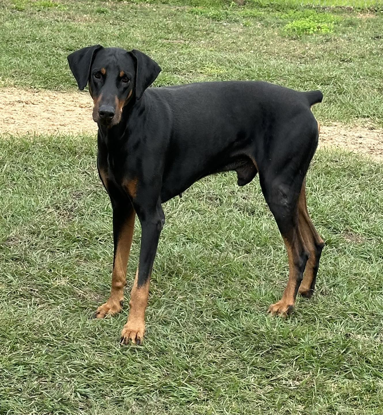 This GORGEOUS boys name is Rex …... - Florida Pointer Rescue