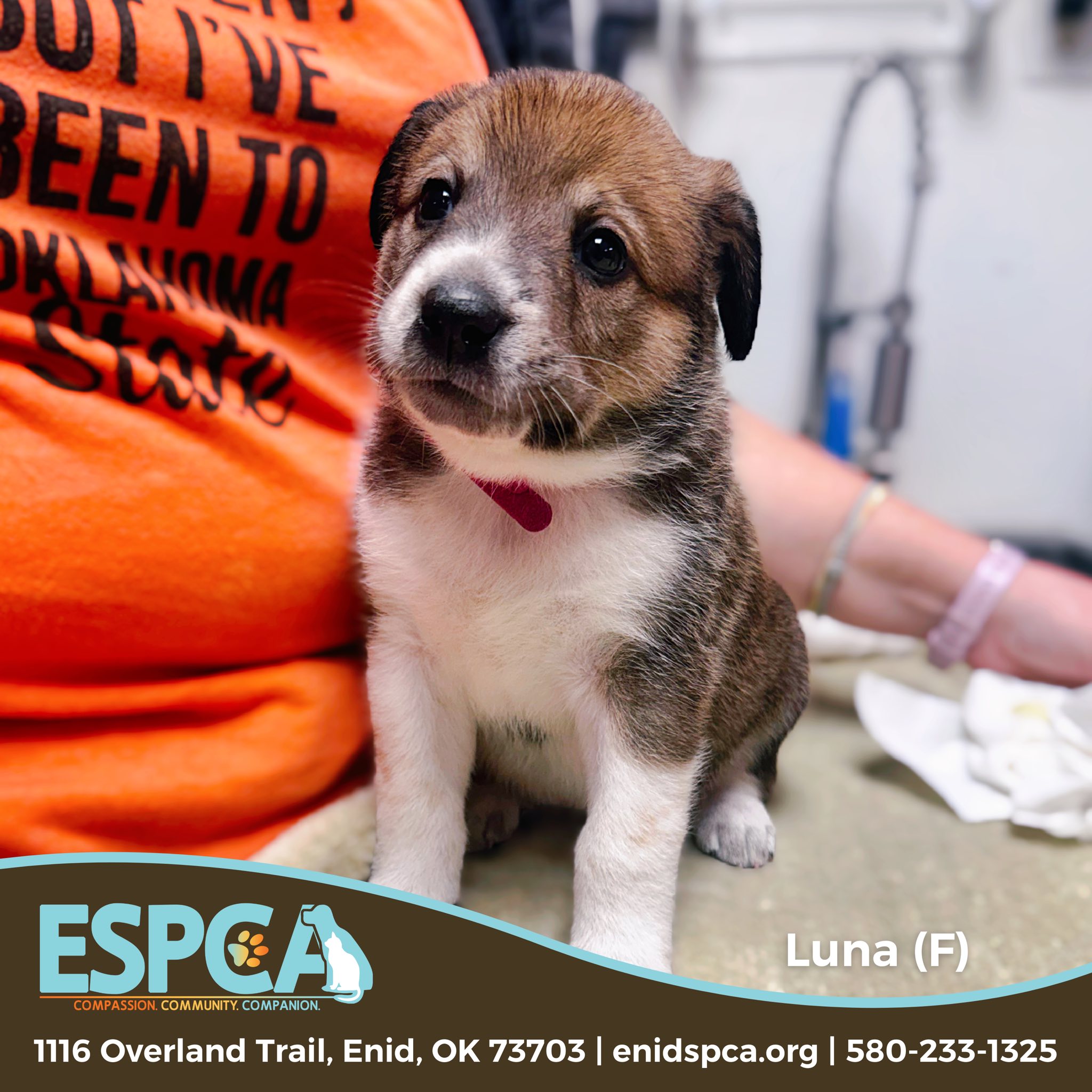 Enid OK SPCA | Enid OK