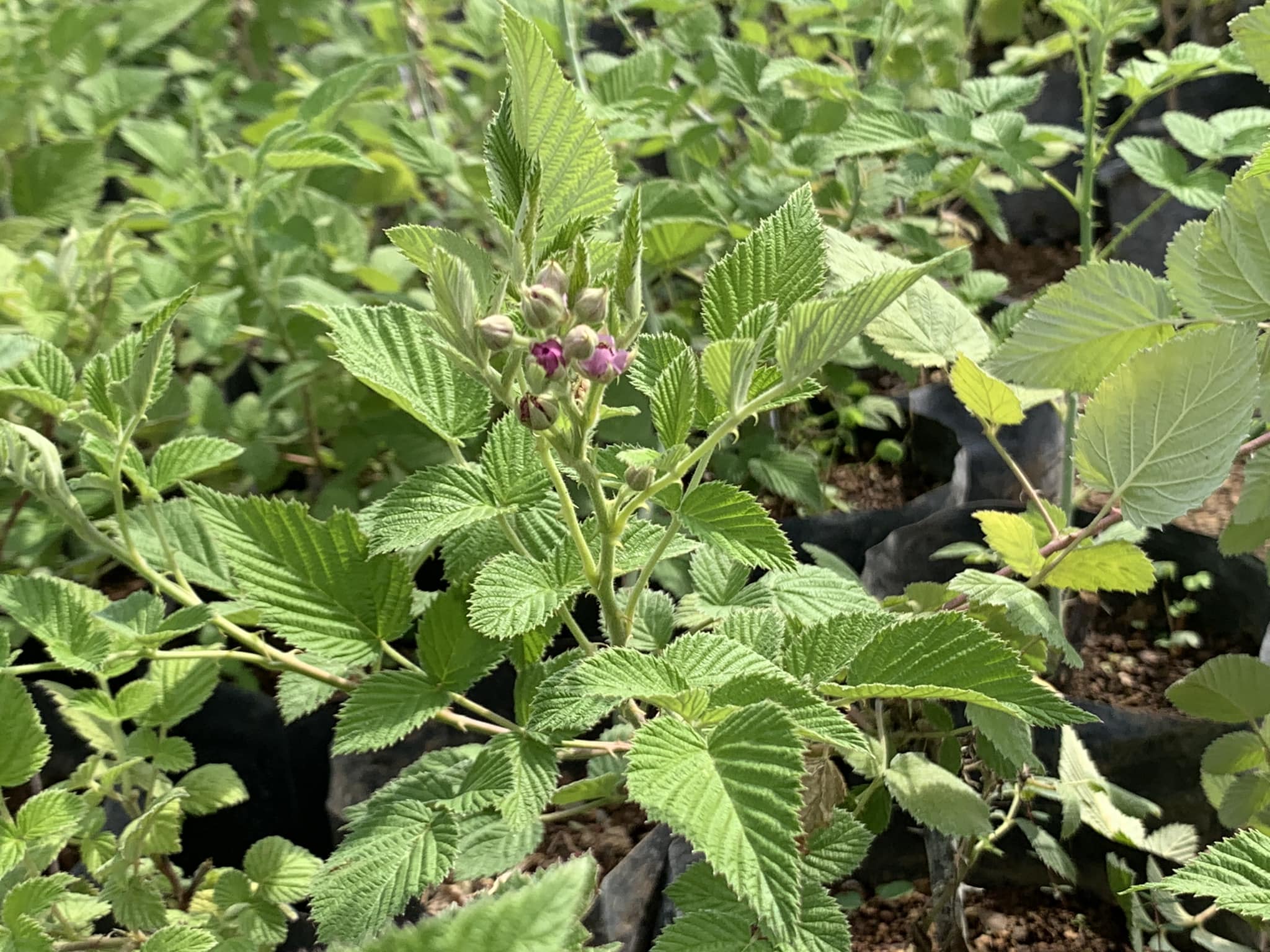 Radical Farmer - Raspberries can be grown in zambia by a... | Facebook